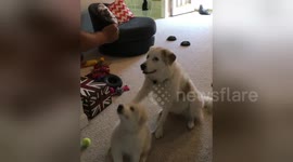 Great Pyrenees places paw on little sister to help teach her how to sit