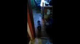 My cat