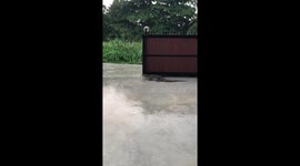 MOnitor lizard comes out in the rain