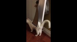White Cat Obsesses Over Catnip