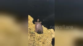 Newsflare Edit - Massive snakehead attacks Big snapping turtle. (Full Fight)