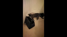 Today is #BlackCatAppreciationDay I love Sassy so much. Feel this video should be accompanied by the Jaws though ???? https://t.co/dxuJ3R3Nbo