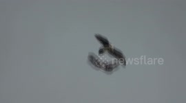 Eagle attacks vulture