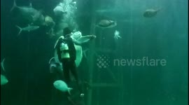 Take your partner by the flipper: Diver dances with enormous turtle