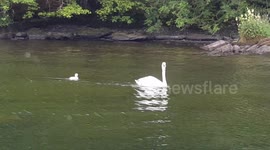 Beautiful Swans