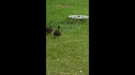 Ducks  Lancaster Guysfarm  Activity  Center