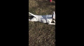 Lazy English Bull Terrier