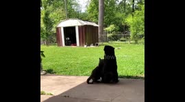 Three month old puppy, Shadow, hugs a cat he met for the first time.