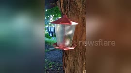 Man asks: How did a squirrel get trapped inside my bird feeder?