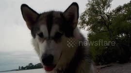 Alaskan Malamute Drool