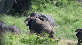 Elephants fight on our Durban safari with Tim Brown Tours