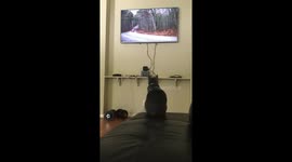 Gear head cat