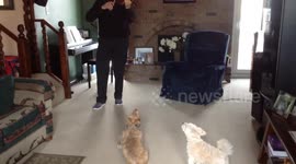 These dogs are a natural at classical music - a little Bach Anyone