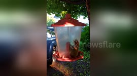 How did this squirrel end up inside a bird feeder?