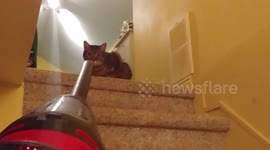 Cat vs Vacuum part 1