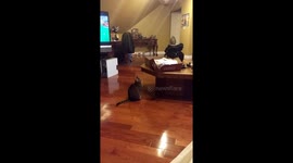 Cats playing in box