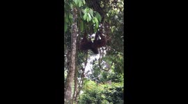 Majestic and beautiful orangutans shown play fighting in their natural habitat in Borneo- heartwarming and amazing to watch.