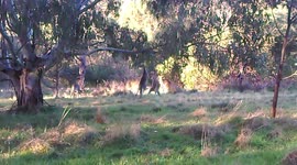 'Kangaroos Kickboxing Match' - final  round!
