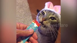 Cat on two legs