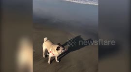 Dog vs Water