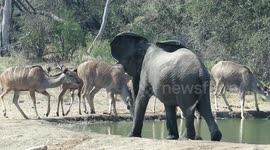 Grumpy elephant chases antelopes away from watering hole