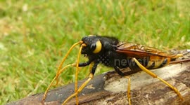 Giant Wood Wasp Wash