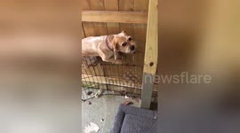 Guilty dog caught in the act of trying to escape
