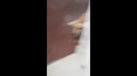Bee vs dog