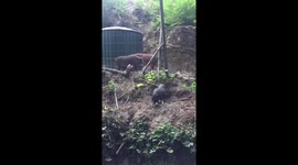 Little black pigs eating all they can