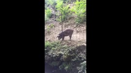 Drama of finding food - Black Pig
