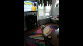 Adorable puppy gets super excited when pet food commercial comes on