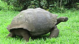 Giant Tortoise in Galapagos