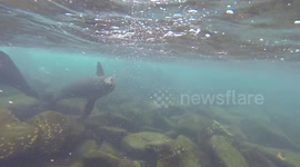 Swimming with seal lions in Galapagos