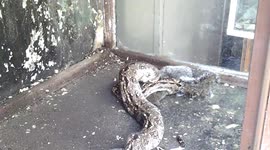 Snake eats a chimpunk