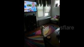 Adorable puppy gets super excited when pet food commercial comes on