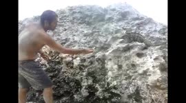 Iguanas comiendo