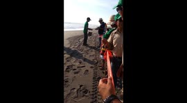 Liberación de tortugas marinas