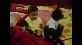 meet the monkey