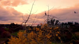 Blue Heron cranes roosting in tree at evening in New Zealand - Drone footage