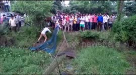 Village works together to remove giant crocodile from pond after pig attack