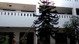 Man climbs weak tree to save stuck kitten