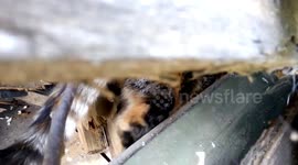 A cat gave birth to kittens in a pile of boards