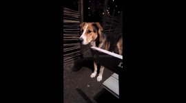 There was a dog