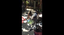 Bird mimics a little girl, screams at me and my friend in Vietnam