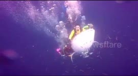 Scuba diver arrested after riding a whale shark