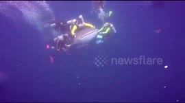 Scuba diver arrested after riding a whale shark