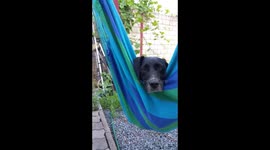 Lazy chilling Dog 4K