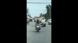 Dog sits down and stands up again while riding pillion on moped