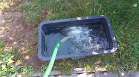 Hot weather Dog Poolparty