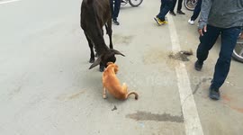 Cow and dog child funny video